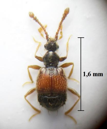 Tychus tuberculatus